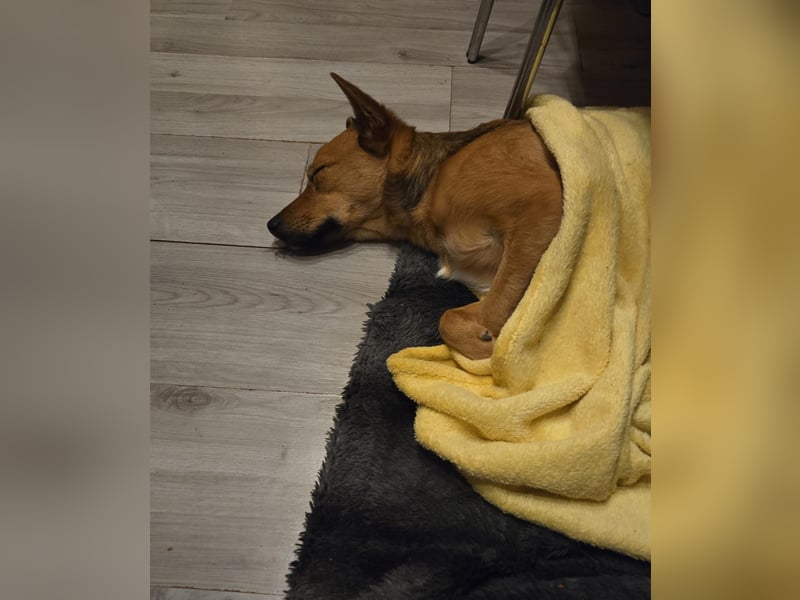 Cash, 2jähriger Hundebub, kastriert,40cm, 11,5kg, lernbegierig, unsicher, möchte gefallen