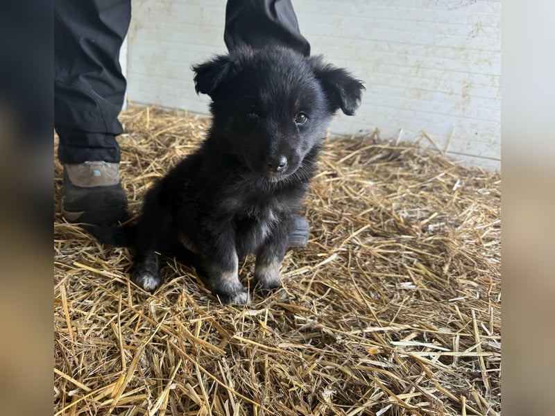 Boomer, aktuell 5 Monate alter Bub, Endgröße noch unbekannt.