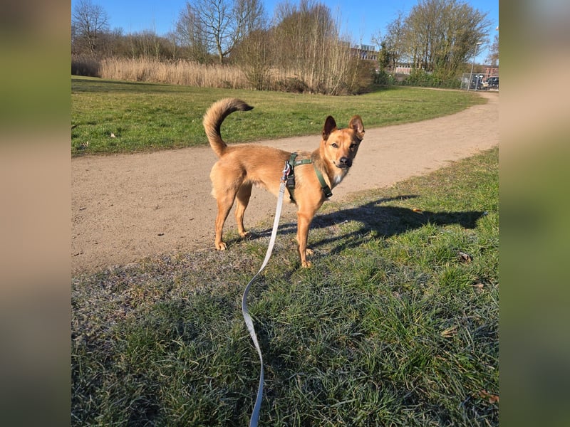 Cash, 2jähriger Hundebub, kastriert,40cm, 11,5kg, lernbegierig, unsicher, möchte gefallen