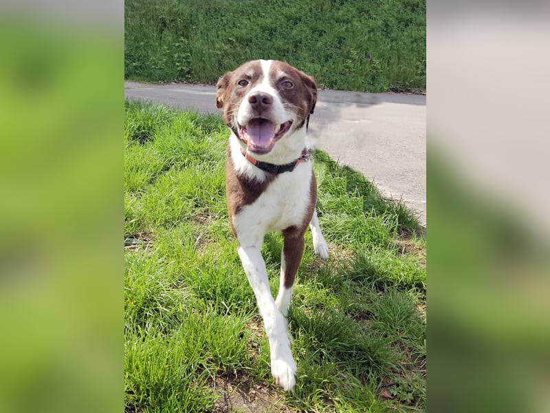 Cayo, 5 Jahre, sucht passenden Deckel