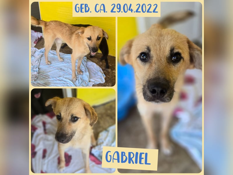 Gabriel, Bub, fast 3 Jahre, Kniehoch, offen, verspielt, menschenbezogen, sozial