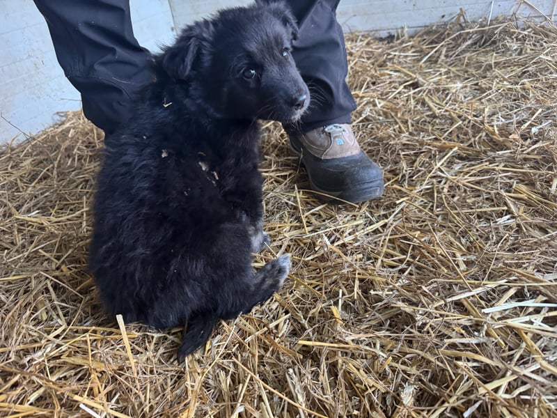 Boomer, aktuell 5 Monate alter Bub, Endgröße noch unbekannt.