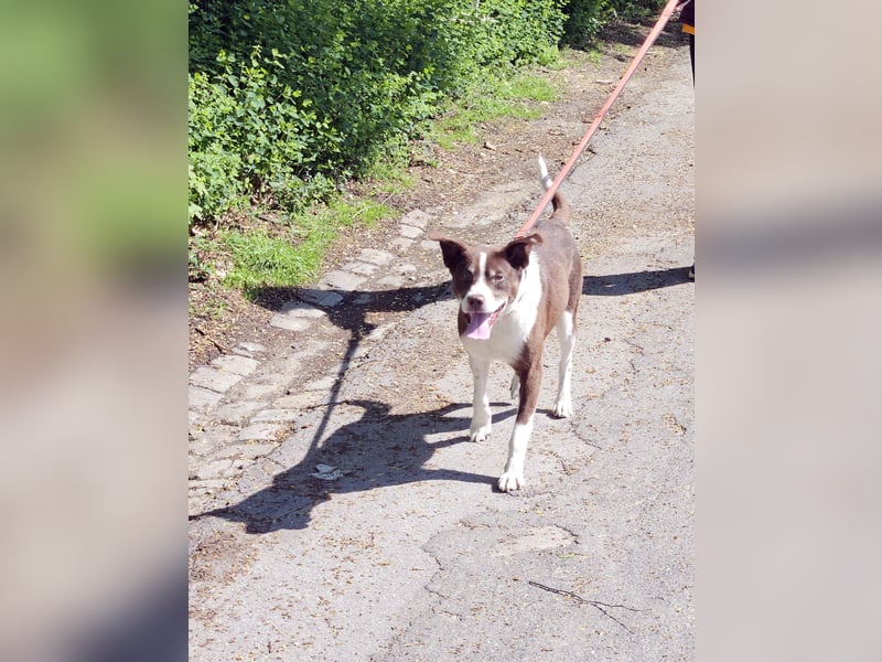Cayo, 5 Jahre, sucht passenden Deckel