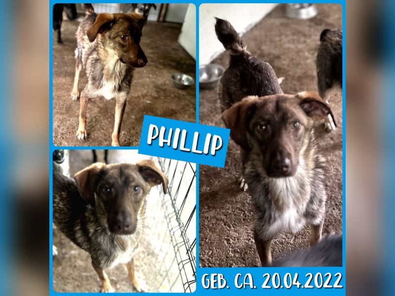 Phillip, 3jähriger Rüde, kniehoch, lieb, schüchtern, sozial, neugierig