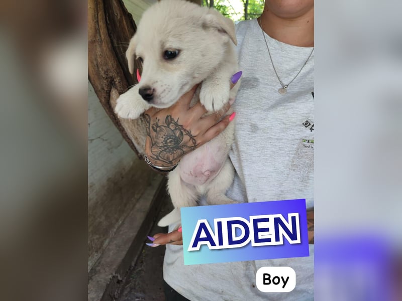 Aiden, bald 1-jähriger Hundebub, weiß-hellbeige, freut sich auf ein eigenes Zuhause