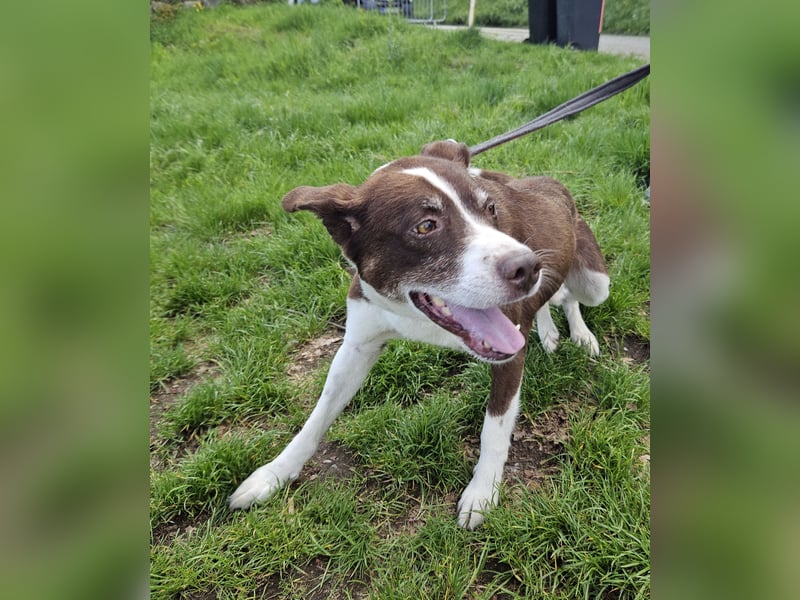 Cayo, 5 Jahre, sucht passenden Deckel