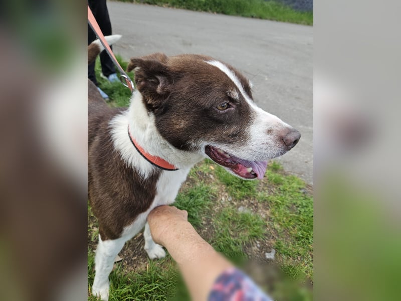 Cayo, 5 Jahre, sucht passenden Deckel
