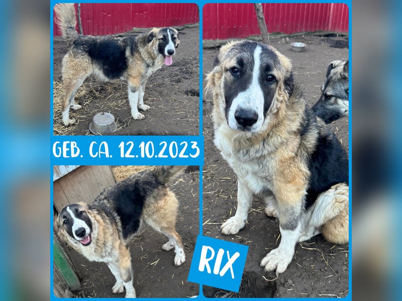 Rix, 1Jahr+7Monate alter Bub, ca. mittelgroß, sozial, freundlich, verschmust, offen
