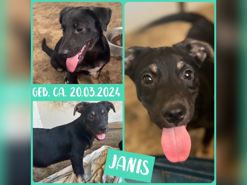 Janis, inzwischen einjähriger Bub, wahrscheinlich klein bis mittelgroß, offen, zugänglich,verschmust