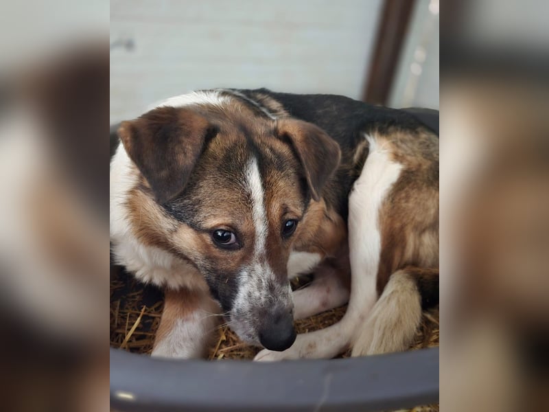 Steffen, Rüde, 4 Jahre , mittelgroß , ängstlich, fängt langsam an zu vertrauen, sozial, freundlich