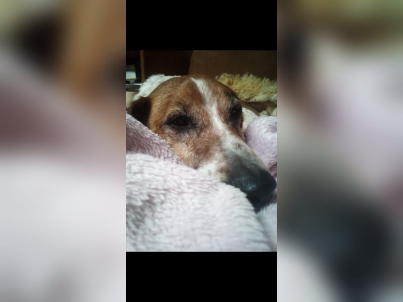 Holly, a.d.Tierschutz, sucht Herzensmenschen