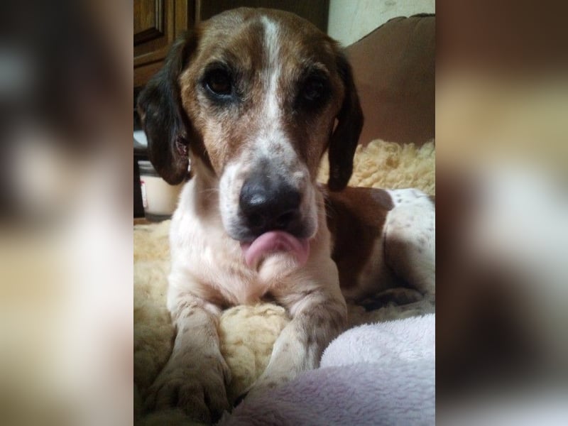 Holly, a.d.Tierschutz, sucht Herzensmenschen