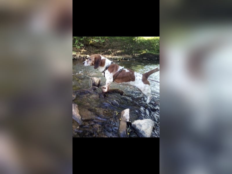 Holly, a.d.Tierschutz, sucht Herzensmenschen