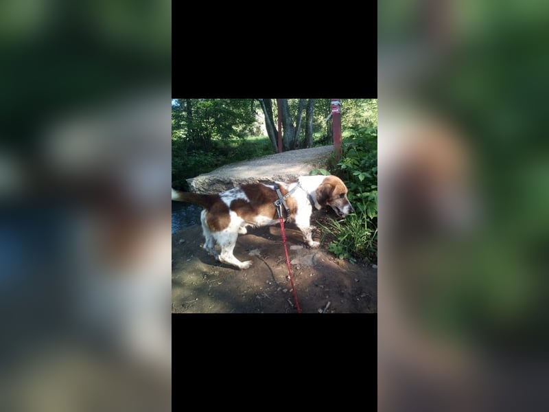 Holly, a.d.Tierschutz, sucht Herzensmenschen