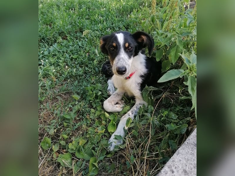 HRABIN ❤ sucht Zuhause oder Pflegestelle
