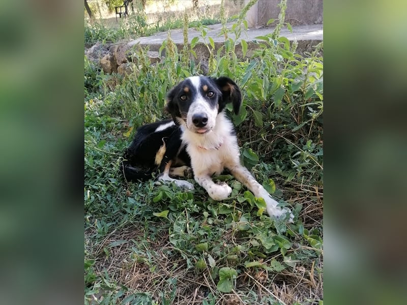 HRABIN ❤ sucht Zuhause oder Pflegestelle
