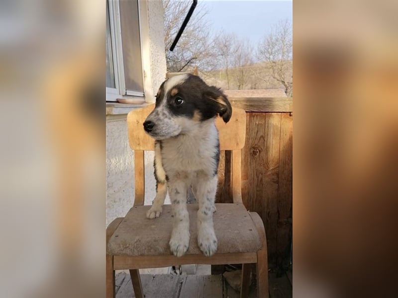 HRABIN ❤ sucht Zuhause oder Pflegestelle