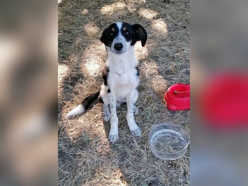 HRABIN ❤ sucht Zuhause oder Pflegestelle