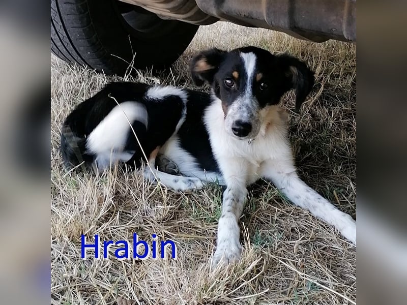HRABIN ❤ sucht Zuhause oder Pflegestelle