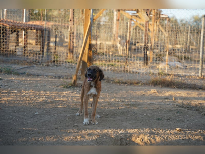 Akis - Ein Hundejunge zum Verlieben