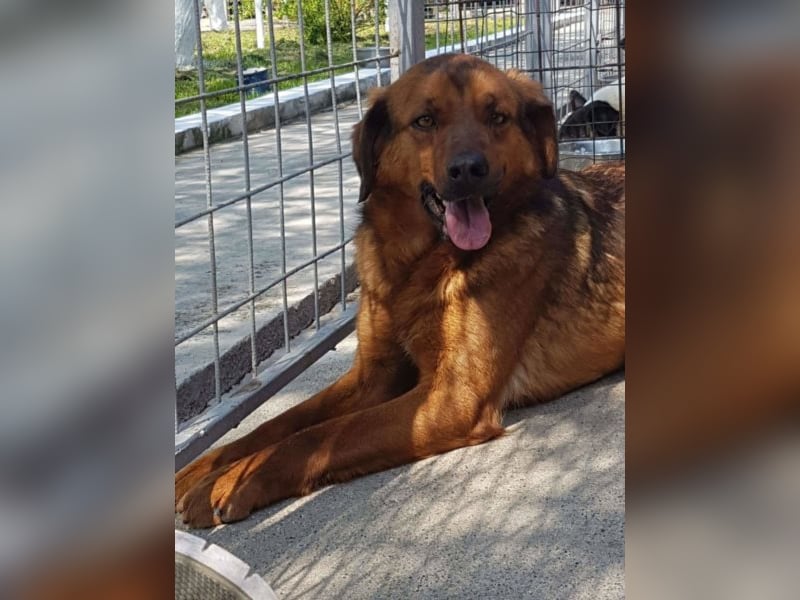 Red, ein Angsthund sucht seine Seelenmennschen