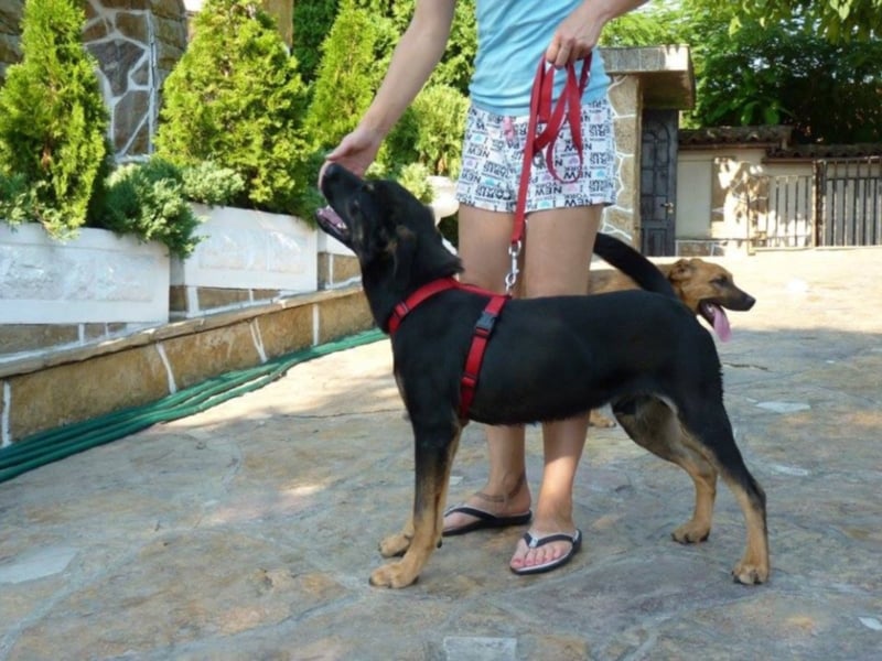 Goliath