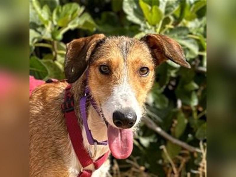 Ernie – wünscht sich ein ruhiges Leben