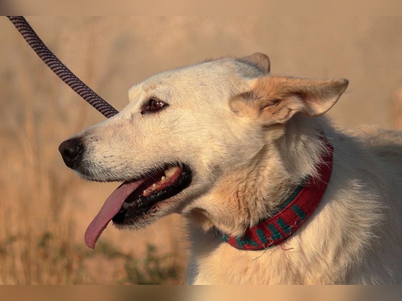 Troy - ein zauberhafter Flauschebär