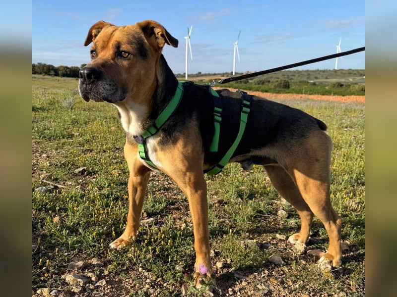 Thor - 1,5 m Kette waren sein Leben