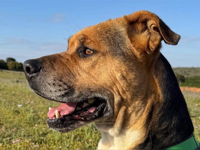 Thor - 1,5 m Kette waren sein Leben