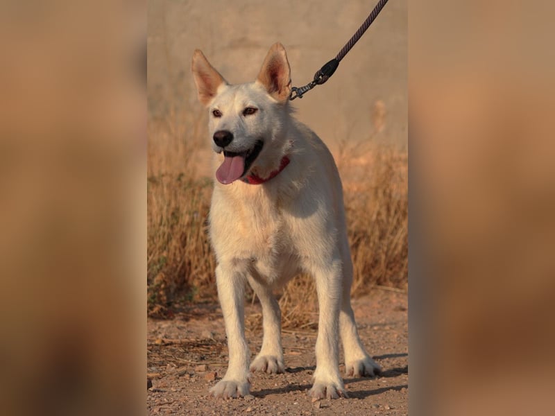 Troy - ein zauberhafter Flauschebär