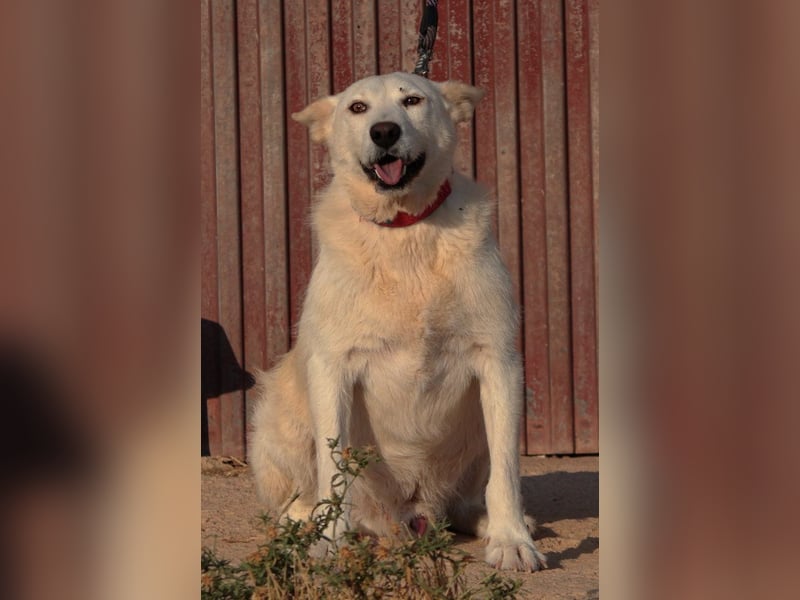 Troy - ein zauberhafter Flauschebär