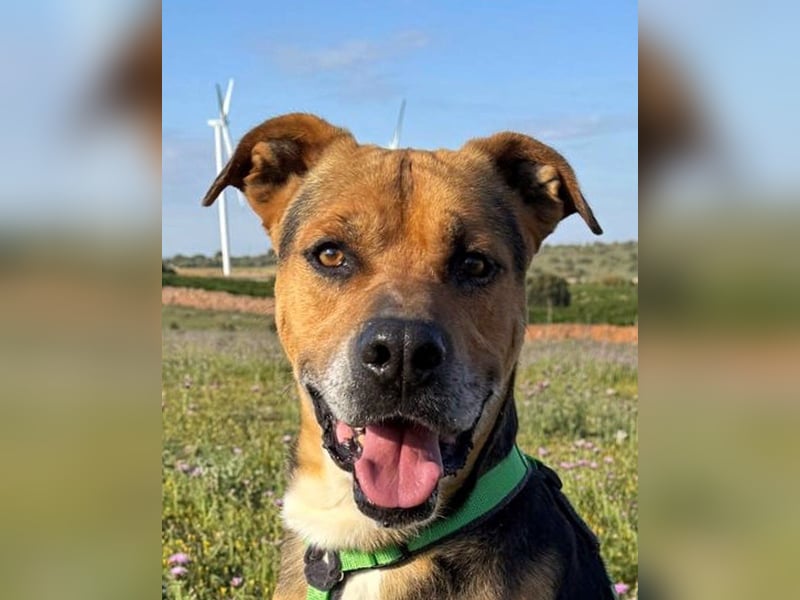 Thor - 1,5 m Kette waren sein Leben