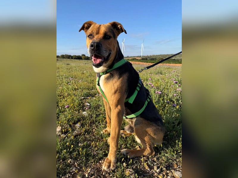 Thor - 1,5 m Kette waren sein Leben