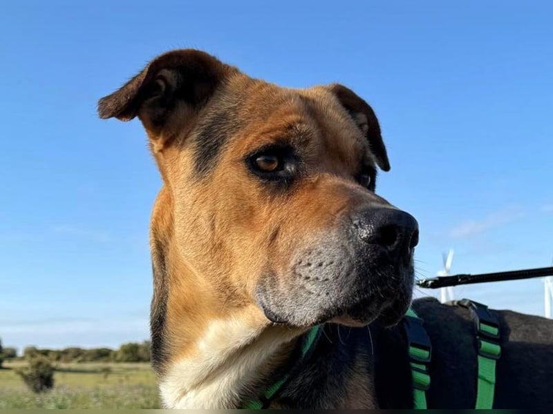 Thor - 1,5 m Kette waren sein Leben