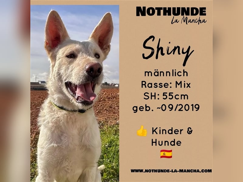 Notfell Shiny – warum sieht ihn keiner?