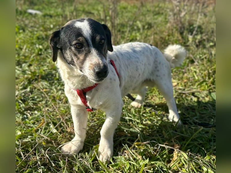 Smothi - kleine Kuschelmaus