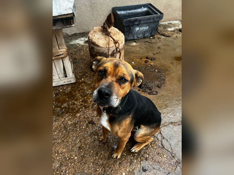 Thor - 1,5 m Kette waren sein Leben