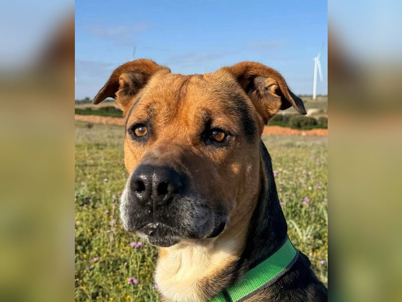 Thor - 1,5 m Kette waren sein Leben