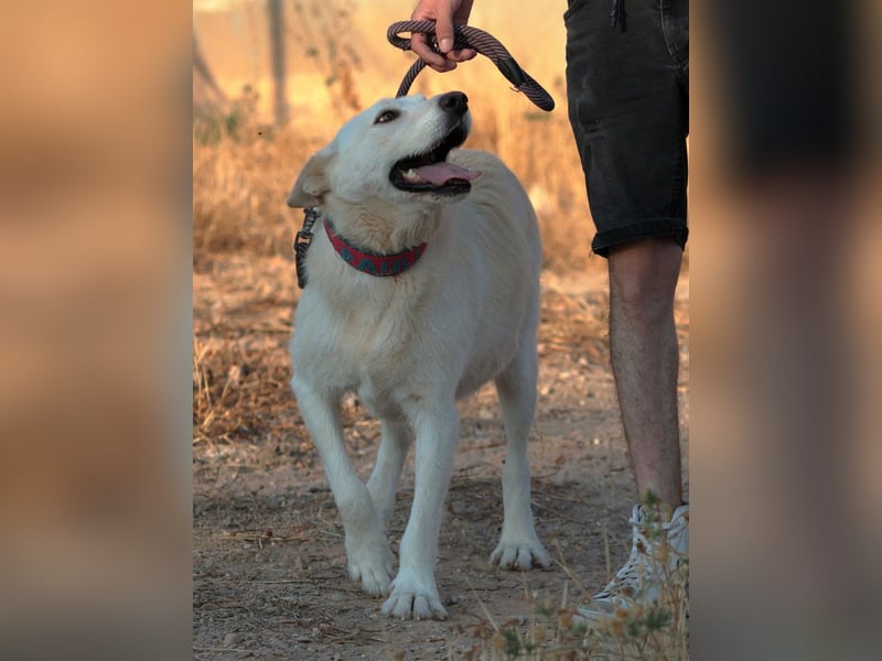 Troy - ein zauberhafter Flauschebär