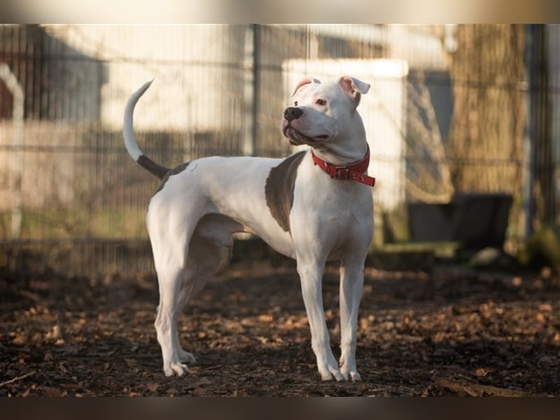 Schmusekönig Buddy sucht ein neues Zuhause