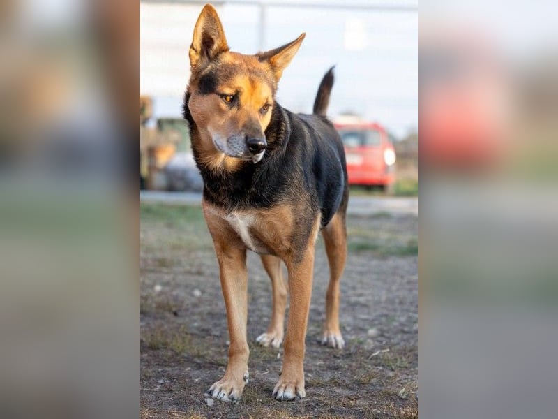 REXI - souveräner, gelassener Traumhund