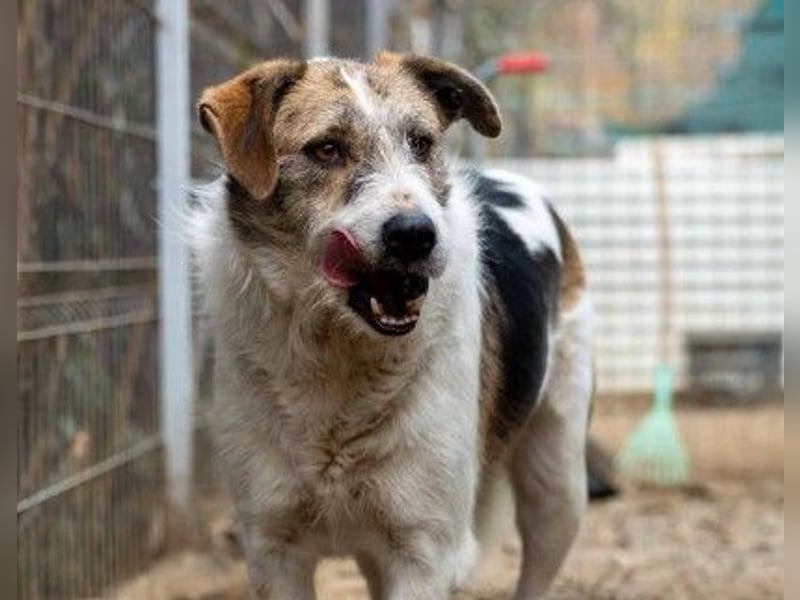 Zauberhafter Leo sucht seine Familie