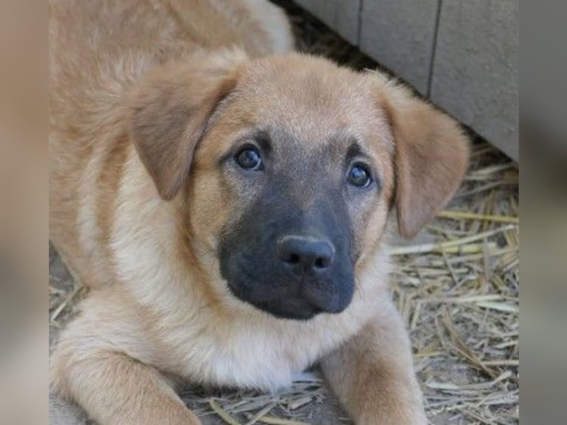 Zauberhafter Wirbelwind Tux sucht seine Familie
