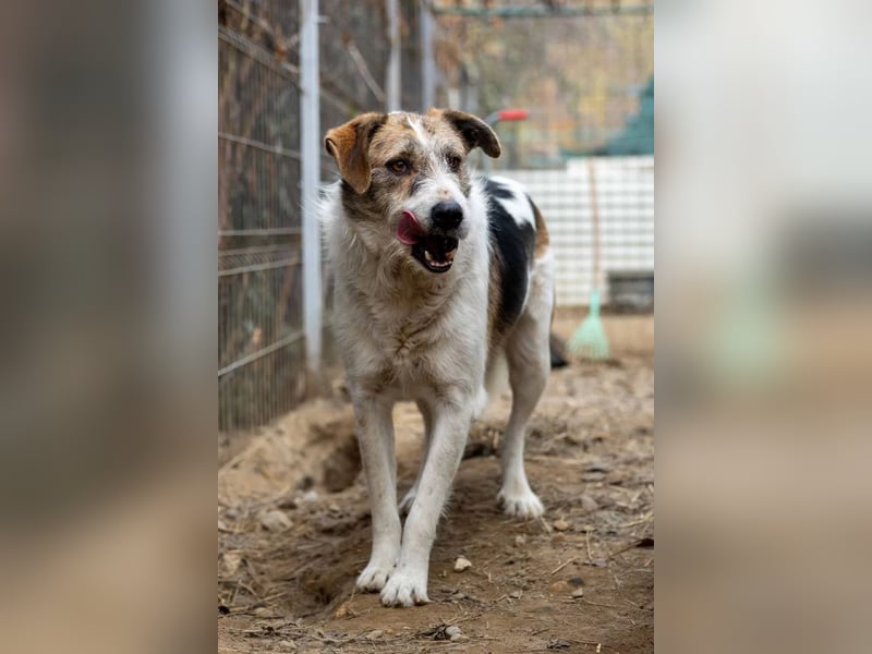 Zauberhafter Leo sucht seine Familie