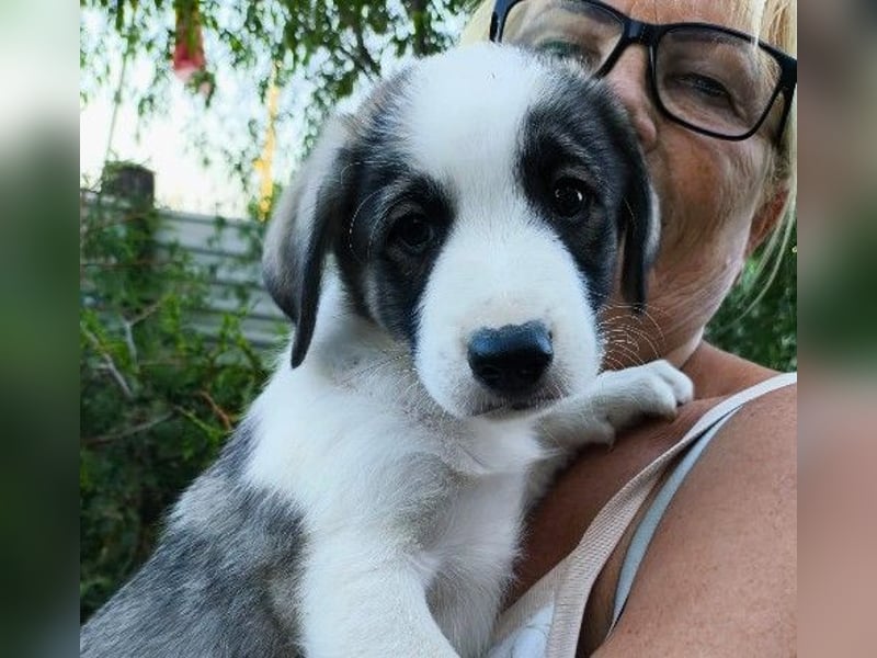 Bezaubernder Welpenjunge Biscuit sucht seine Familie