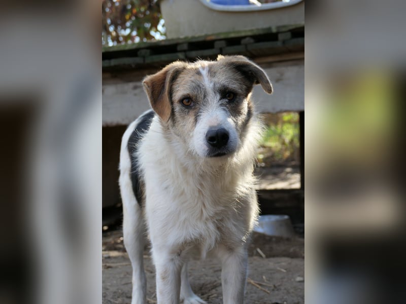 Zauberhafter Leo sucht seine Familie