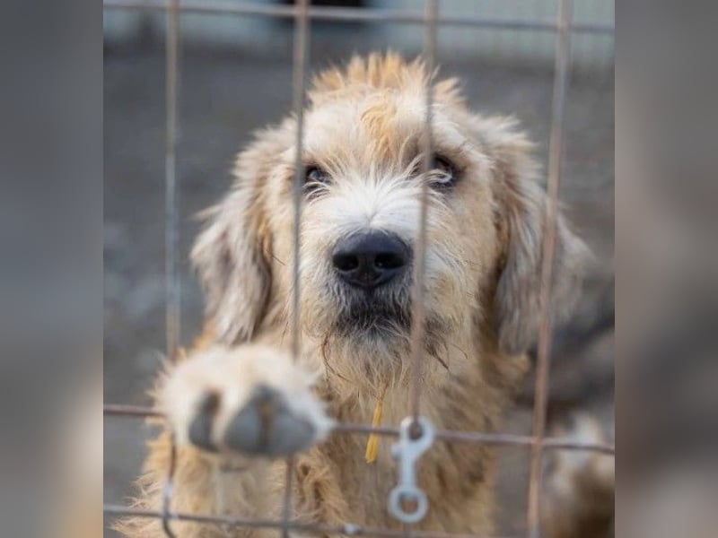 Traumhund Sugar sucht ein liebevolles Zuhause