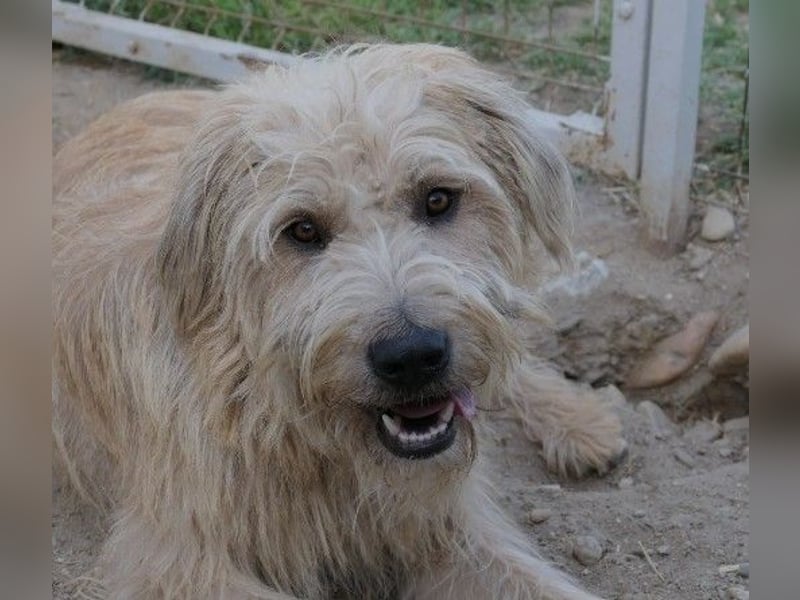 Traumhund Sugar sucht ein liebevolles Zuhause