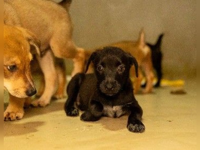 Zauberhafter, kleiner Welpe Iago sucht seine Familie